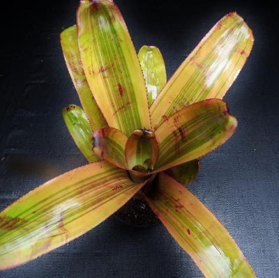 Aechmea 'Hot Shot' | Bromeliad Paradise