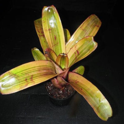 Aechmea 'Hot Shot' | Bromeliad Paradise