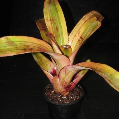 Aechmea 'Hot Shot' | Bromeliad Paradise
