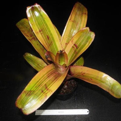 Aechmea 'Hot Shot' | Bromeliad Paradise