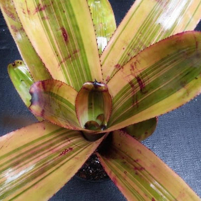 Aechmea 'Hot Shot' | Bromeliad Paradise