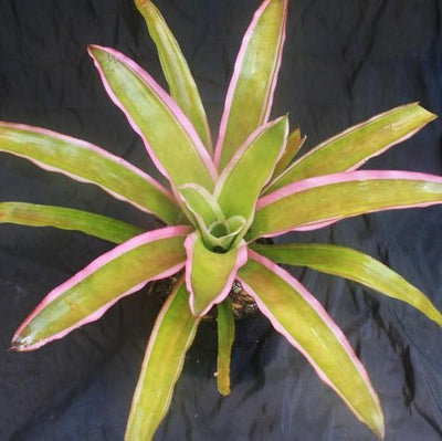 Aechmea lueddemanniana 'Mend' | Bromeliad Paradise