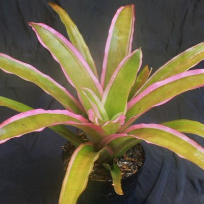 Aechmea lueddemanniana 'Mend' | Bromeliad Paradise