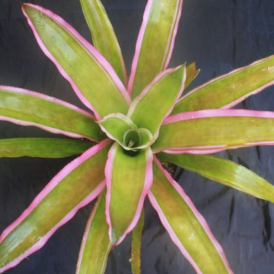 Aechmea lueddemanniana 'Mend' | Bromeliad Paradise