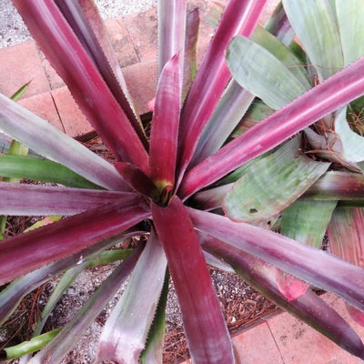 Aechmea mulfordii 'Malva' | Bromeliad Paradise
