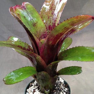 Aechmea nudicaulis cv. 'Parana' | Bromeliad Paradise