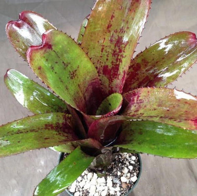 Aechmea nudicaulis cv. 'Parana' | Bromeliad Paradise
