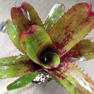 Aechmea nudicaulis cv. 'Parana' | Bromeliad Paradise