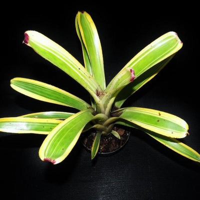 Aechmea nudicaulis 'Flavomarginata' | Bromeliad Paradise