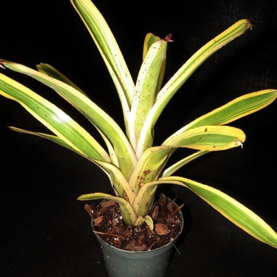 Aechmea nudicaulis 'Flavomarginata' | Bromeliad Paradise