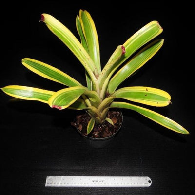 Aechmea nudicaulis 'Flavomarginata' | Bromeliad Paradise