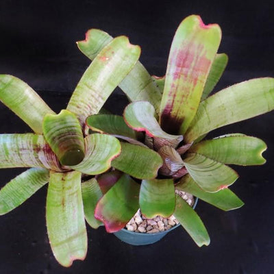 Aechmea nudicaulis 'Parati' | Bromeliad Paradise