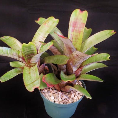 Aechmea nudicaulis 'Parati' | Bromeliad Paradise