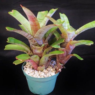 Aechmea nudicaulis 'Parati' | Bromeliad Paradise