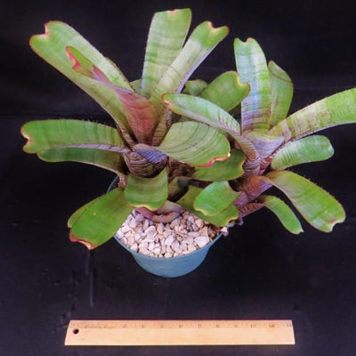 Aechmea nudicaulis 'Parati' | Bromeliad Paradise