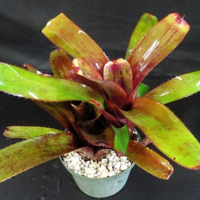 Aechmea nudicaulis 'Red' | Bromeliad Paradise