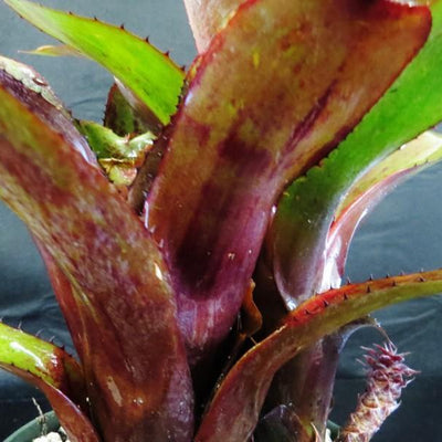 Aechmea nudicaulis 'Red' | Bromeliad Paradise