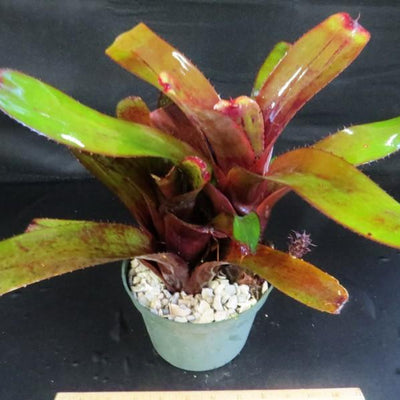 Aechmea nudicaulis 'Red' | Bromeliad Paradise