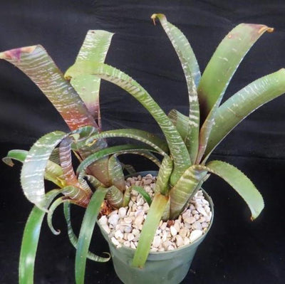 Aechmea nudicaulis 'Silver Streak' | Bromeliad Paradise