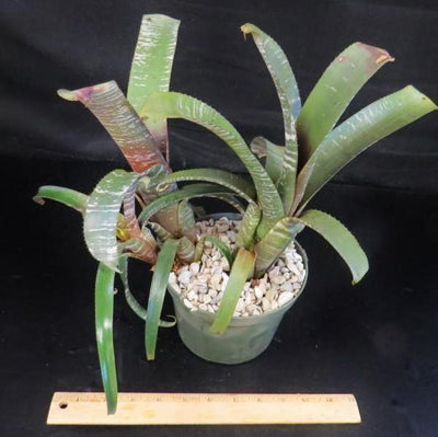 Aechmea nudicaulis 'Silver Streak' | Bromeliad Paradise