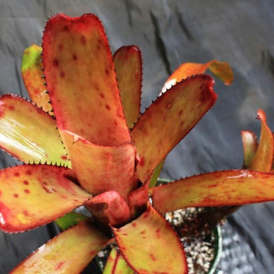 Aechmea nudicaulis var. maculata | Bromeliad Paradise