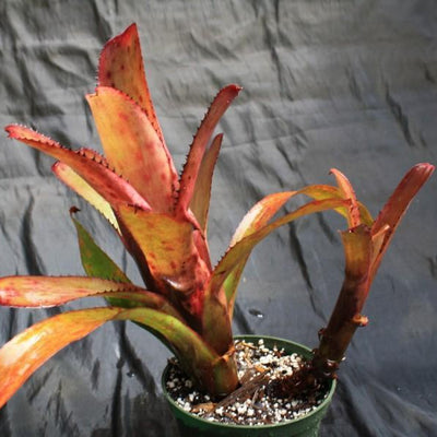 Aechmea nudicaulis var. maculata | Bromeliad Paradise