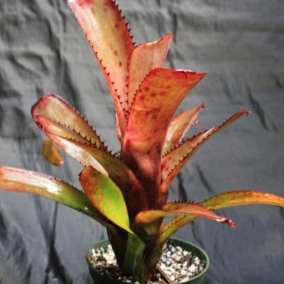 Aechmea nudicaulis var. maculata | Bromeliad Paradise