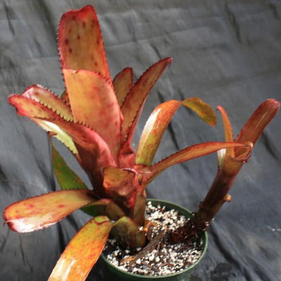 Aechmea nudicaulis var. maculata | Bromeliad Paradise