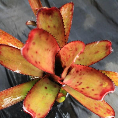 Aechmea nudicaulis var. maculata | Bromeliad Paradise