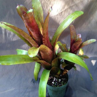 Aechmea nudicaulis X triangularis | Bromeliad Paradise