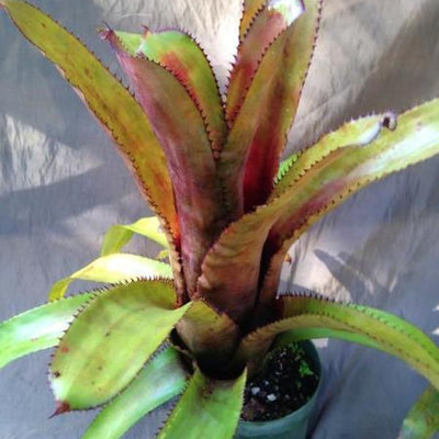 Aechmea nudicaulis X triangularis | Bromeliad Paradise