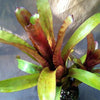 Aechmea nudicaulis X triangularis | Bromeliad Paradise