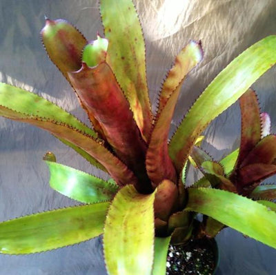 Aechmea nudicaulis X triangularis | Bromeliad Paradise