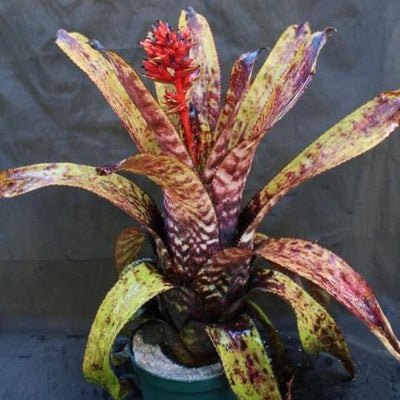 Aechmea orlandiana cv. 'Hayward' | Bromeliad Paradise