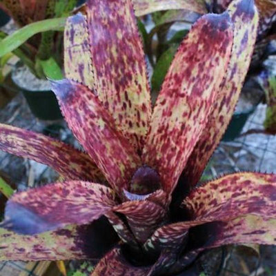 Aechmea orlandiana cv. 'Hayward' | Bromeliad Paradise