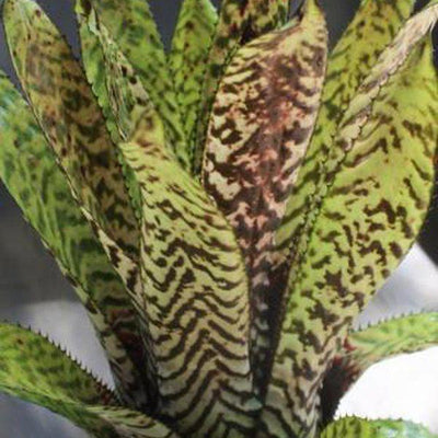 Aechmea orlandiana | Bromeliad Paradise