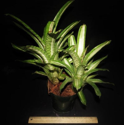 Aechmea orlandiana 'Reverse Ensign' | Bromeliad Paradise
