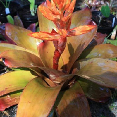 Aechmea 'Patricia' | Bromeliad Paradise