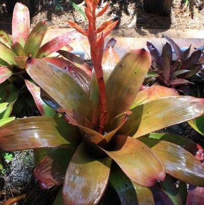 Aechmea 'Patricia' | Bromeliad Paradise