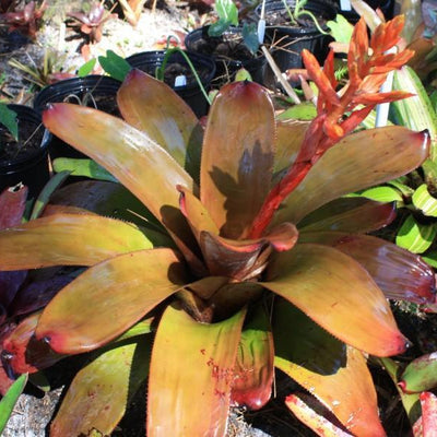 Aechmea 'Patricia' | Bromeliad Paradise