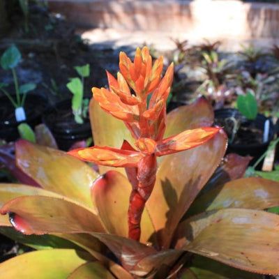 Aechmea 'Patricia' | Bromeliad Paradise