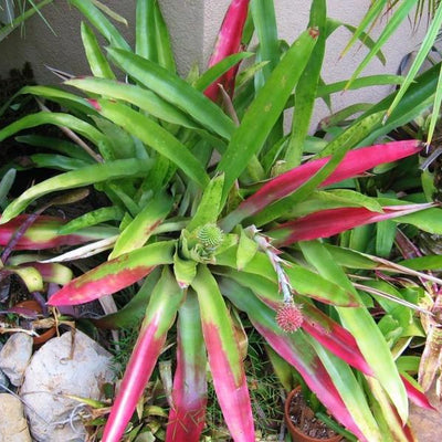 Aechmea pectinata | Bromeliad Paradise
