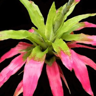 Aechmea pectinata | Bromeliad Paradise