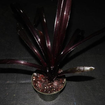 Aechmea 'Perez' | Bromeliad Paradise