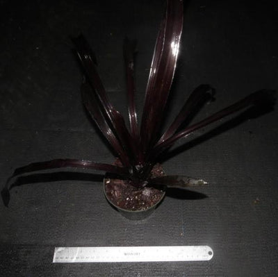 Aechmea 'Perez' | Bromeliad Paradise