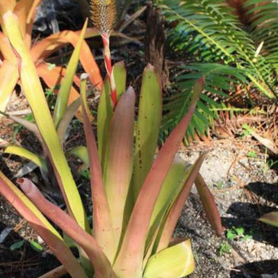 Aechmea pineliana 'Large Form #1' | Bromeliad Paradise