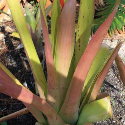 Aechmea pineliana 'Large Form #1' | Bromeliad Paradise