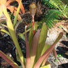 Aechmea pineliana 'Large Form #1' | Bromeliad Paradise