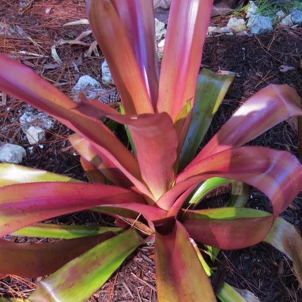 Aechmea 'Pinot Noir' | Bromeliad Paradise