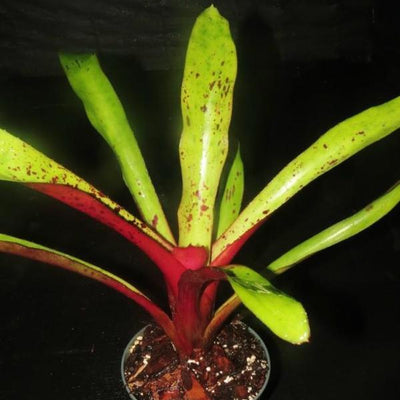 Aechmea 'Rakate' | Bromeliad Paradise